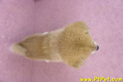 05/20赤色柴犬公幼犬(苗栗公館)12