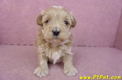 02/20馬爾泰迪公幼犬2