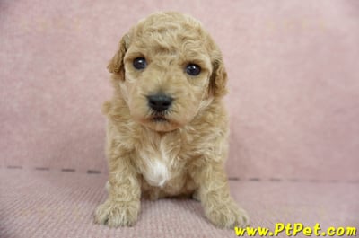 03/12泰迪比熊母幼犬1號(高雄三民)2