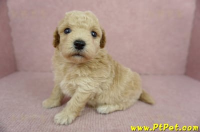 03/12泰迪比熊母幼犬2號(新北三峽)5