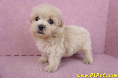 10/13馬爾泰迪公幼犬2號(高雄)8