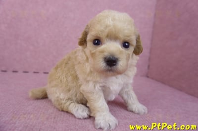 04/01泰迪比熊母幼犬2號(新竹市)3