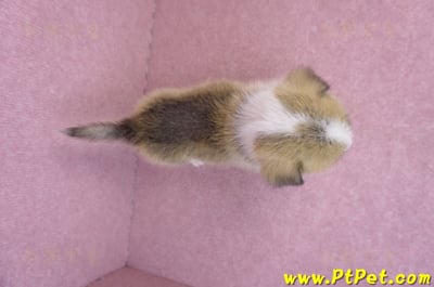 07/01雙色柯基犬母幼犬(雲林斗六)10