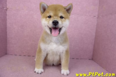 02/06赤色柴犬母幼犬(新竹東區)1