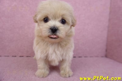 10/13馬爾泰迪公幼犬2號(高雄)1