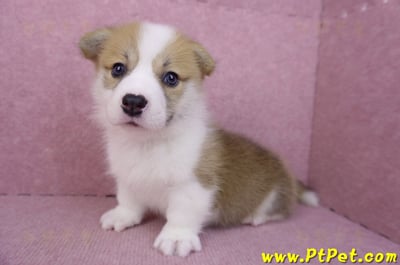 08/03雙色柯基犬公幼犬1號(高雄大樹)9