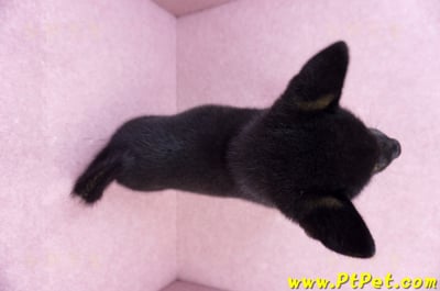 07/05黑色柴犬母幼犬(基隆仁愛)12