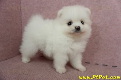 05/22迷你型松鼠白博美母幼犬(屏東高樹)5