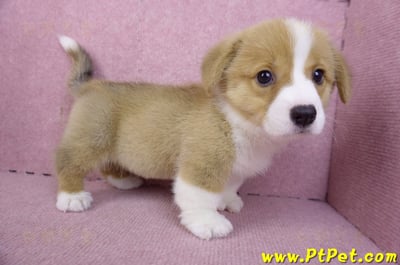 12/15雙色柯基犬母幼犬(桃園大園)6