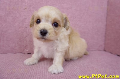 08/02奶油色馬爾泰迪公幼犬1號(花蓮吉安)6