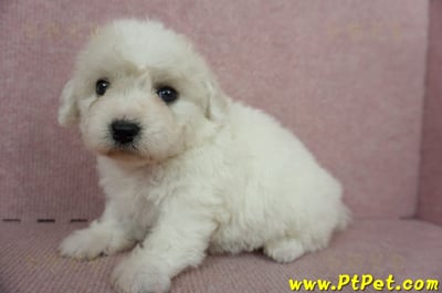 11/04比熊犬母幼犬1號(新竹市)8