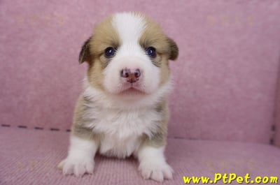 08/16雙色柯基犬公幼犬(高雄前金)1