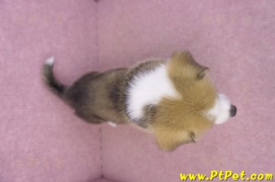 08/29雙色柯基犬公幼犬11