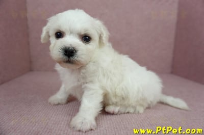 01/12比熊犬公幼犬1號(高雄鳥松)4