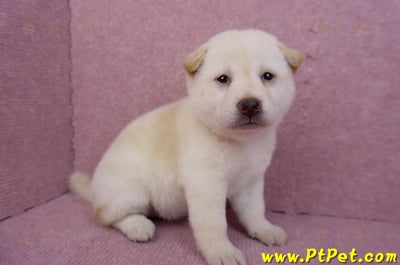 05/24白色柴犬母幼犬2號2