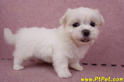 06/26迷你型馬爾濟斯 II 公幼犬1號(台東市)3