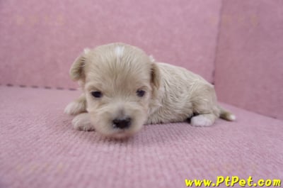 10/03馬爾泰迪母幼犬6