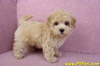 11/23馬爾泰迪母幼犬1號(新北永和)6