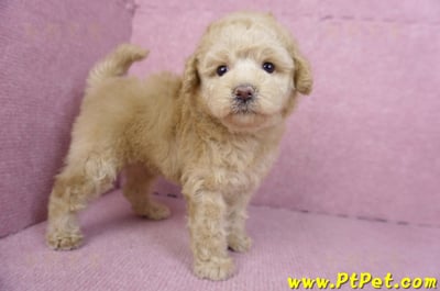 12/06奶油貴賓母幼犬(花蓮市)6