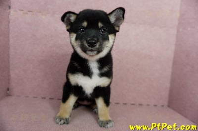 05/14黑色柴犬母幼犬2號(嘉義中埔)2