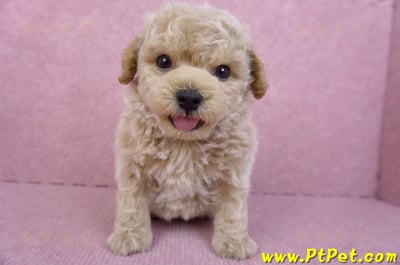 09/23泰迪比熊公幼犬(苗栗苑裡)2