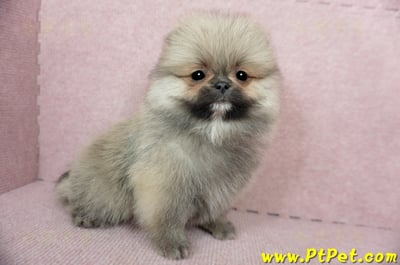 02/11迷你型松鼠棕博美公幼犬(新竹竹北)7