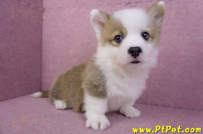 11/05雙色柯基犬公幼犬4號(台南安平)3