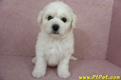 12/01比熊犬母幼犬1號（台北中山）3