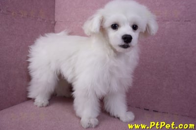 08/11馬爾濟斯公幼犬4