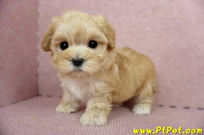 03/21奶油色馬爾泰迪母幼犬3號(高雄鼓山)11