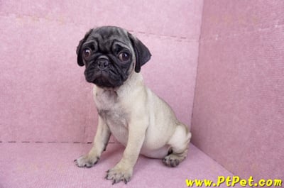 06/23巴哥母幼犬(高雄前鎮)8