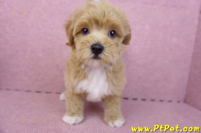 06/15奶油色馬爾泰迪公幼犬(新北蘆洲)2