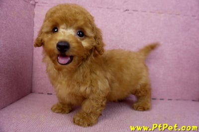 01/26紅貴賓公幼犬8