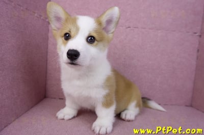 11/30雙色柯基犬公幼犬(高雄旗山)10