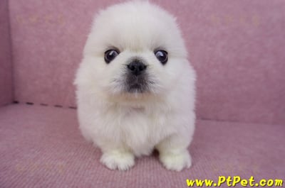 07/24北京狗公幼犬(高雄旗山)2