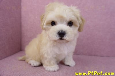 11/23馬爾泰迪母幼犬2號(南投草屯)4