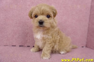 06/15奶油色馬爾泰迪母幼犬(台北內湖)11