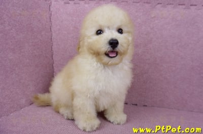 05/12玩具型奶油貴賓公幼犬(桃園中壢)5