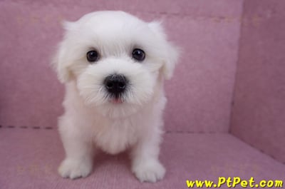 07/26迷你型馬爾濟斯 I 公幼犬(台中東區)2