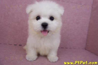 03/20馬爾濟斯公幼犬1