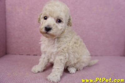 12/06玩具型奶油貴賓母幼犬1號7
