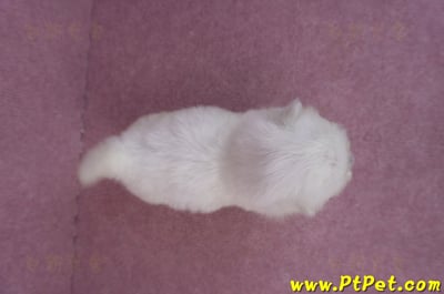 03/20馬爾濟斯公幼犬1號11