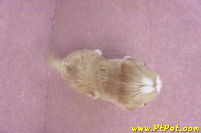 01/30馬爾泰迪公幼犬1號11