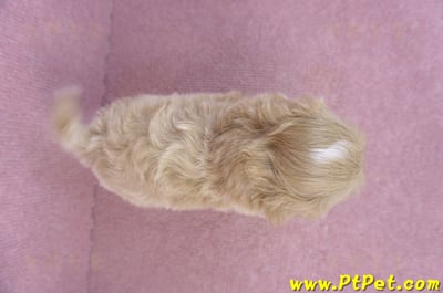 10/18馬爾泰迪母幼犬2號(南投竹山)11