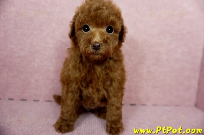 04/15玩具型紅貴賓母幼犬2號(高雄鳳山)3