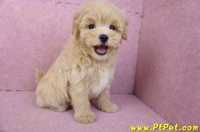 11/23馬爾泰迪公幼犬1號(高雄茂林)8