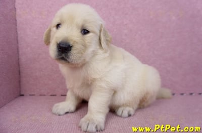 07/18黃金獵犬母幼犬2號(台南東區)7