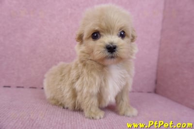 10/13馬爾泰迪公幼犬3號(高雄三民)6