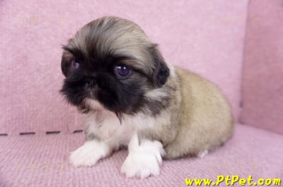 10/31松色北京狗母幼犬(新北三重)6