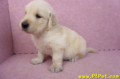 07/18黃金獵犬母幼犬4號(台中潭子)6